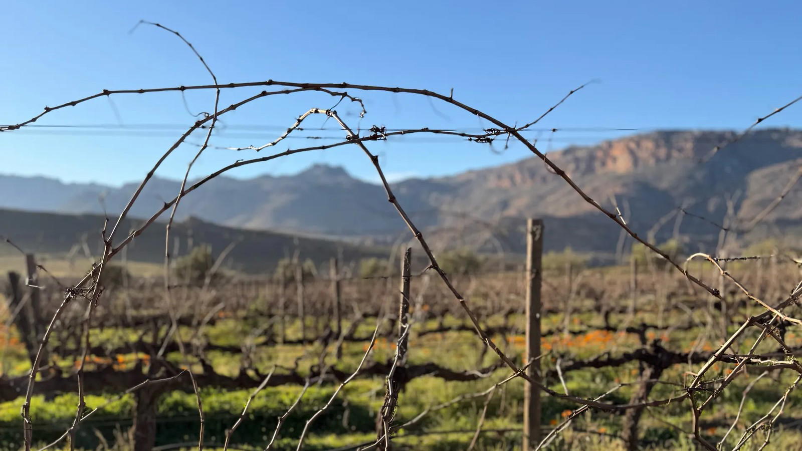 Why Pioneering Wine Regions Need More Than New Vines