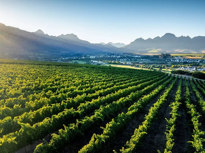 A vineyard landscape with rows of grapevines in the foreground, mountains in the background, and a town visible in the middle distance; the image is e
