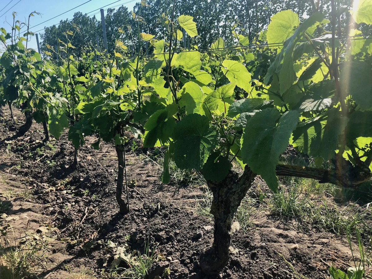 Vineyard rows with grapevines in active growth, showing characteristic vine training on posts with wire support, photographed in bright sunlight with