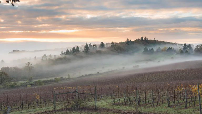Willamette Valley French Investment: Latour and Bollinger Bet on Oregon