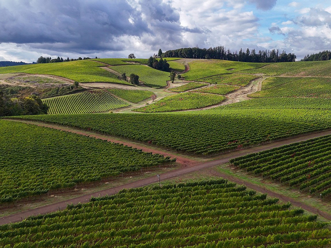 Rolling vineyard landscape with rows of grapevines on hillsides, dirt roads, and forested areas under dramatic cloudy skies.