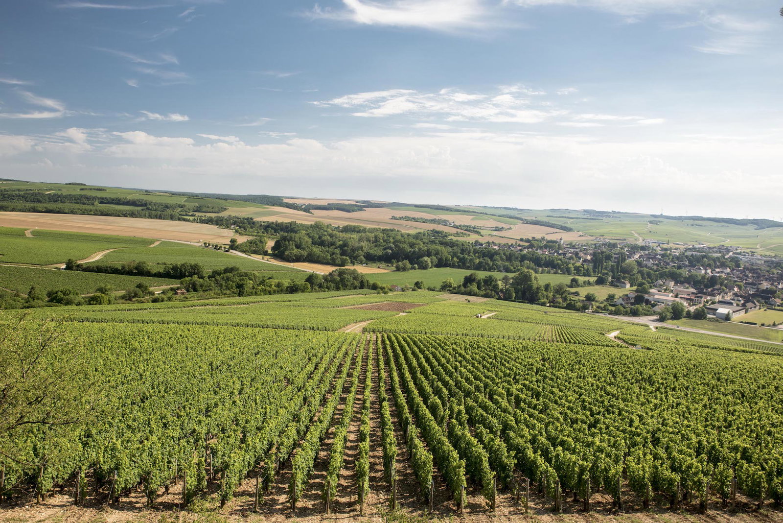 Aerial view of vineyard rows on a hillside above a small town, published by Club Oenologique with alt-text 'Chablis vineyard' in an article about Chab
