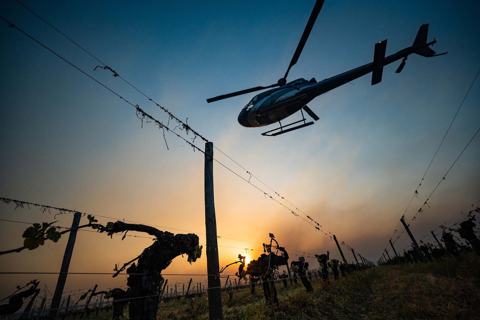 A helicopter flying low over vineyard rows at sunset/sunrise with frost protection equipment visible (power lines and poles)