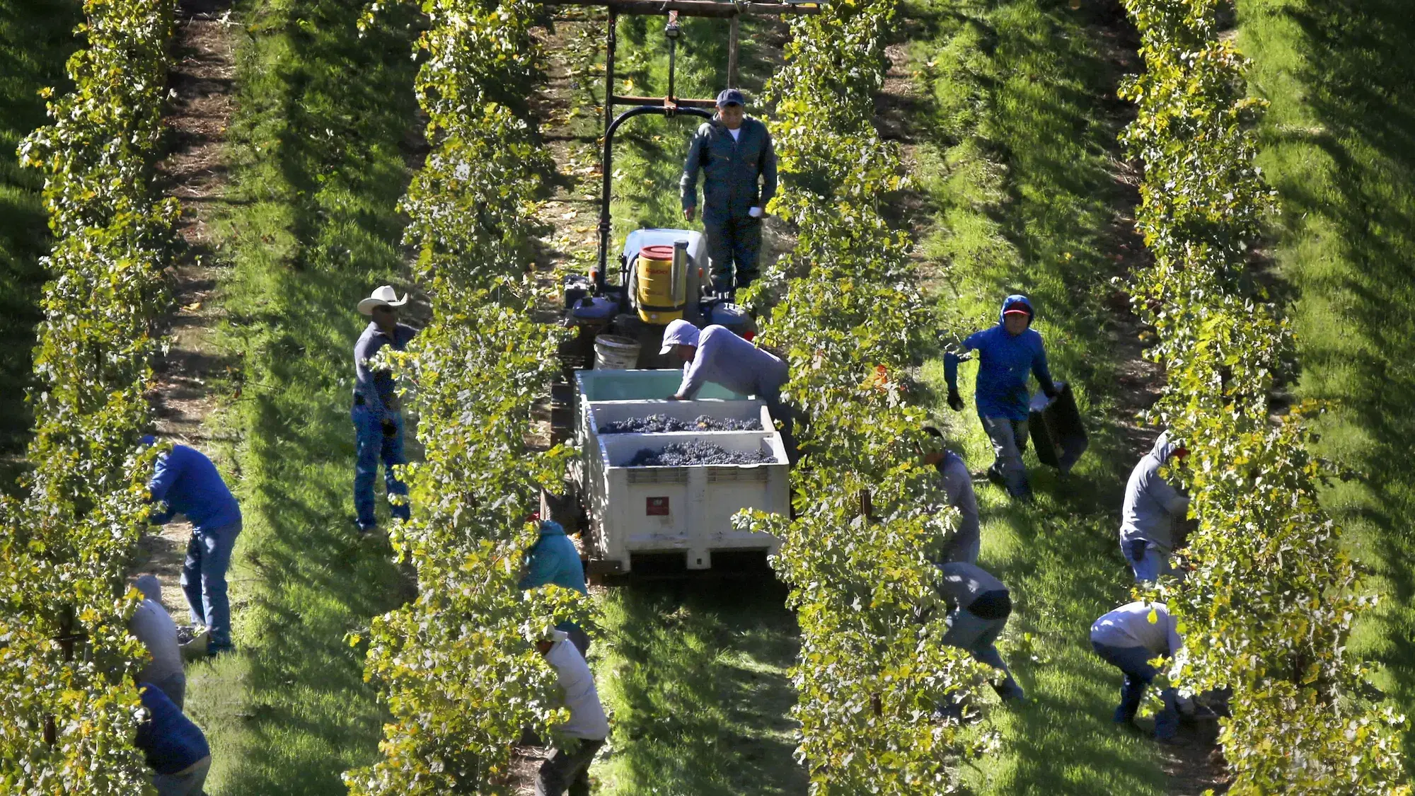 Wine News Roundup: Early Harvest, Champagne Caps, and Prosecco's Identity Crisis