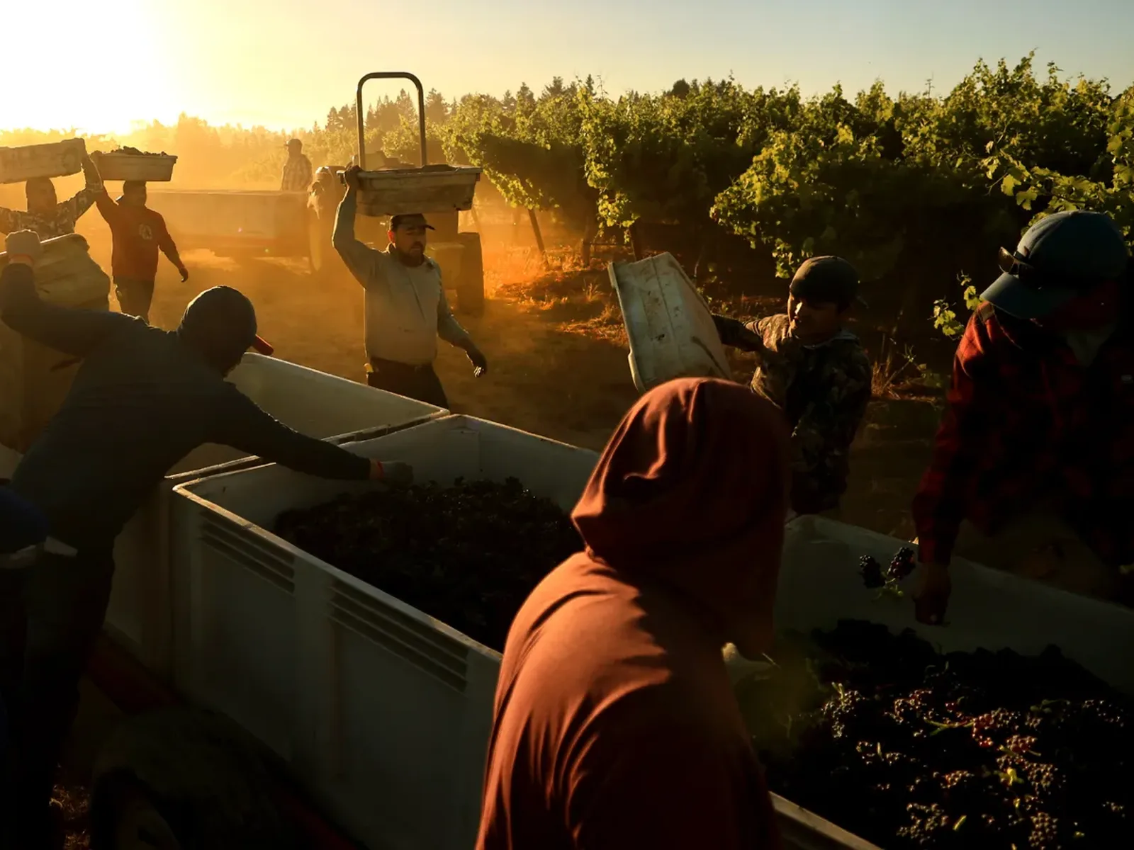 Multiple workers in a vineyard at sunrise, transferring harvested grapes into large white bins, with dust visible in the golden morning light and forested hills in the background.