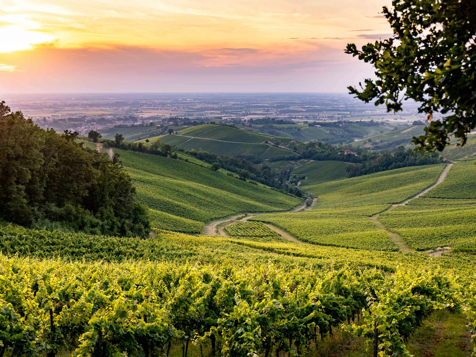 Aerial view of extensive green vineyards on rolling hills with a winding road, forested areas, and a golden sunset sky in the background.