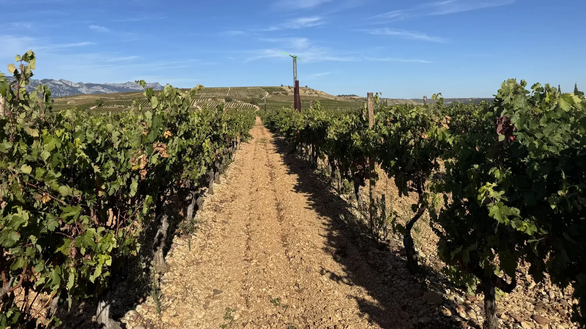 Wine News: Amarone, Sparkling Masters & More