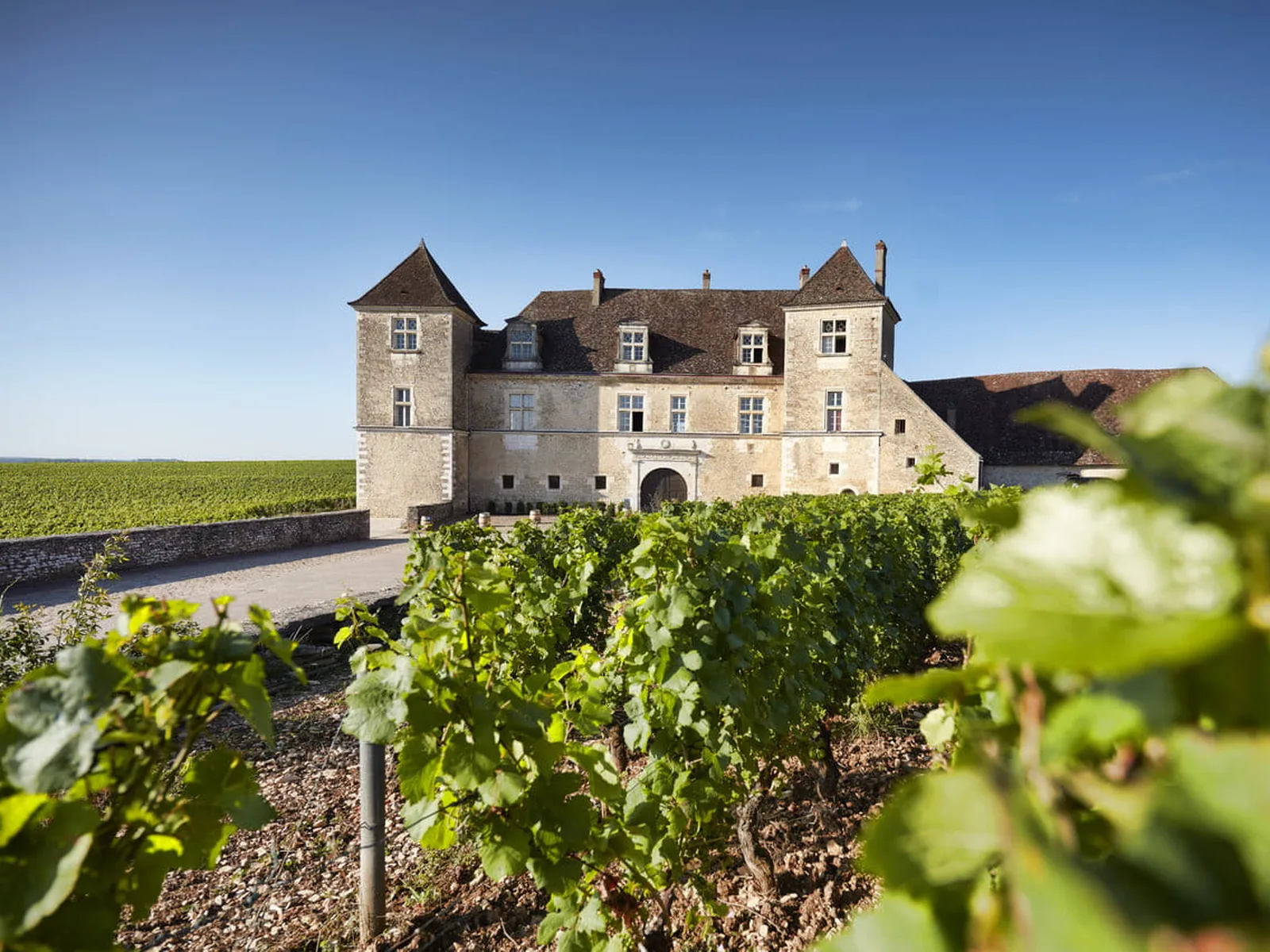 A large, historic stone building with multiple windows and a dark arched entrance, surrounded by rows of vibrant green grapevines under a clear blue