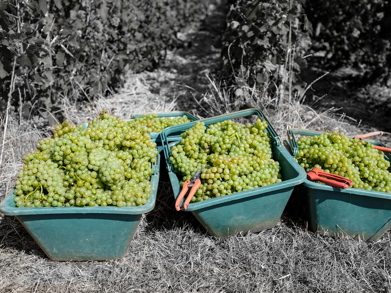 Several teal buckets filled with freshly picked green grapes are arranged on dry grass, with pruning shears visible in some buckets. The background