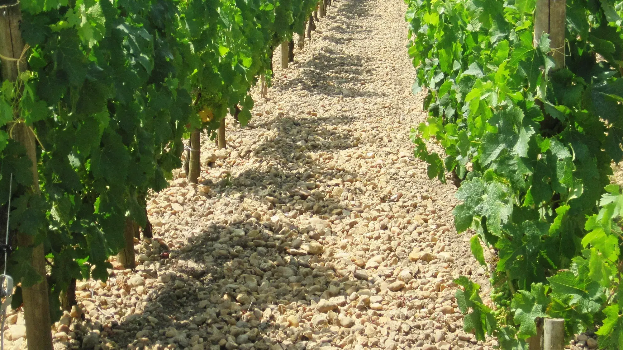 Wine News Roundup: Week of 25 May 2026
