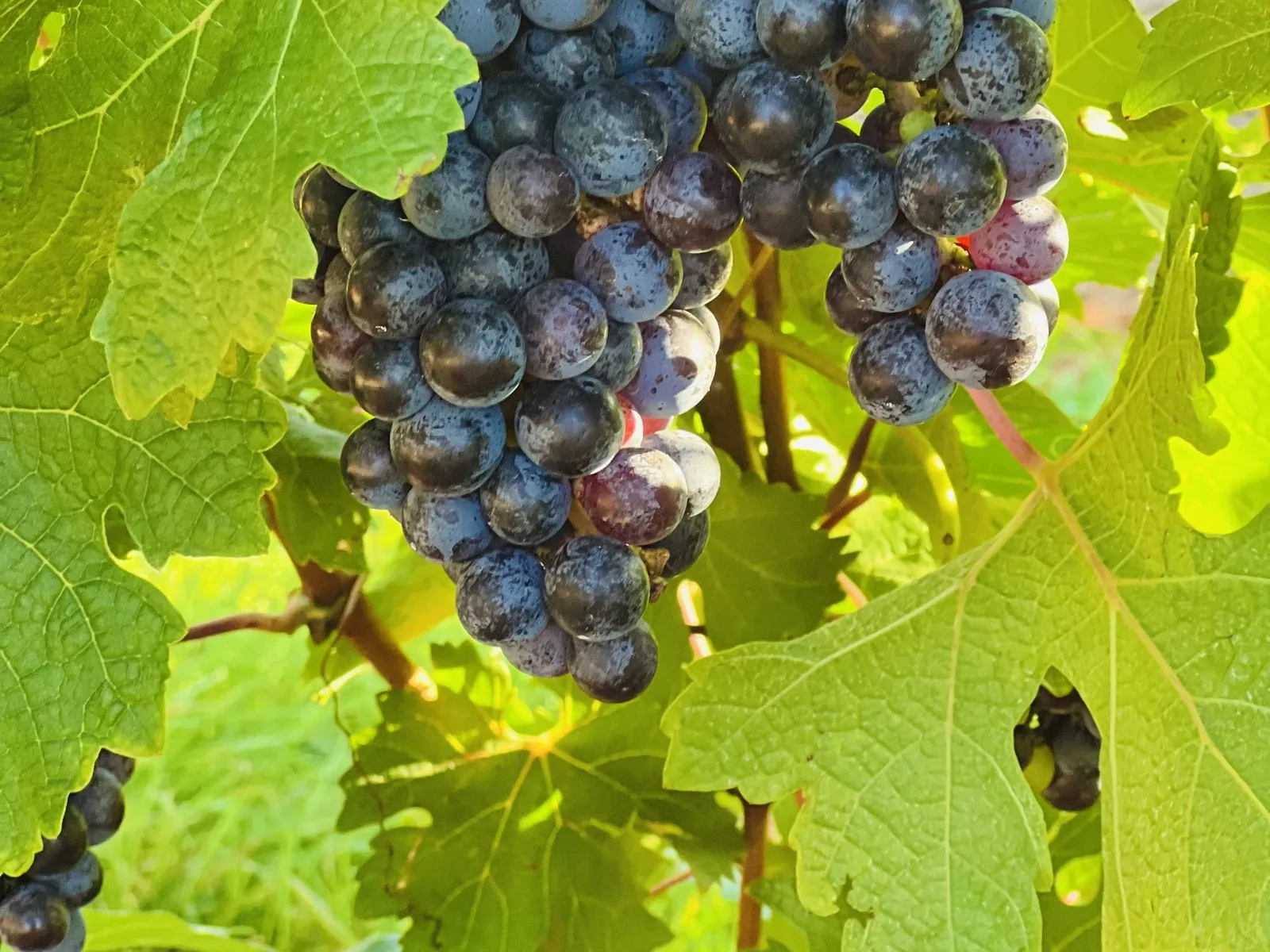 Clusters of dark purple Zante currants hang from a vine, surrounded by vibrant green leaves in bright sunlight.