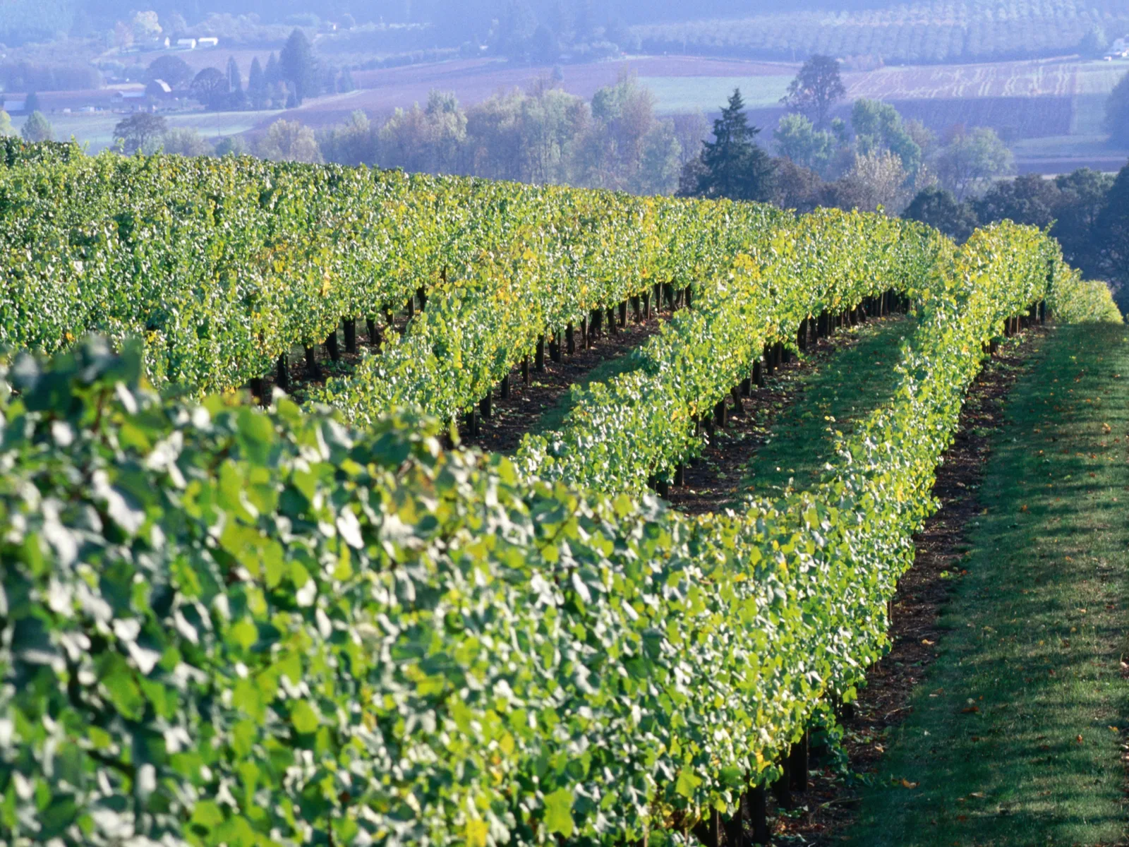 Rows of vibrant green grapevines stretch across a rolling hillside under a clear sky, with distant fields and trees in the background.