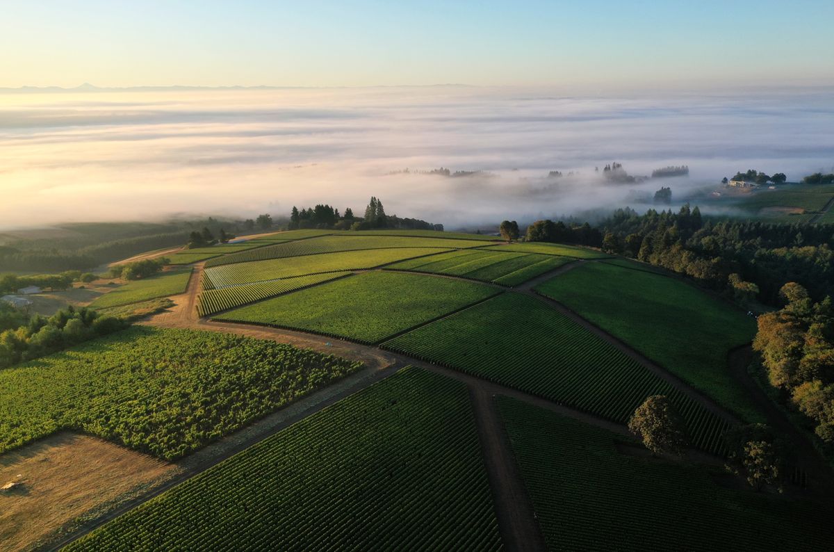 Bergström Winery's vineyards emerge from the morning fog in Oregon's Dundee Hills.