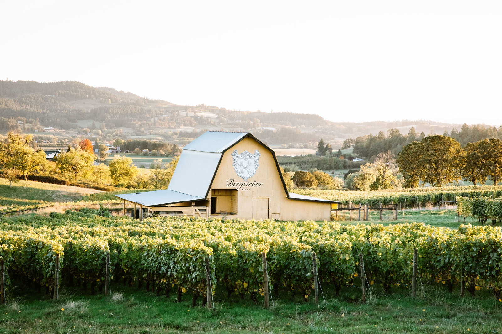 Bergström Winery's barn stands amidst vibrant vineyards, overlooking the rolling Dundee Hills.