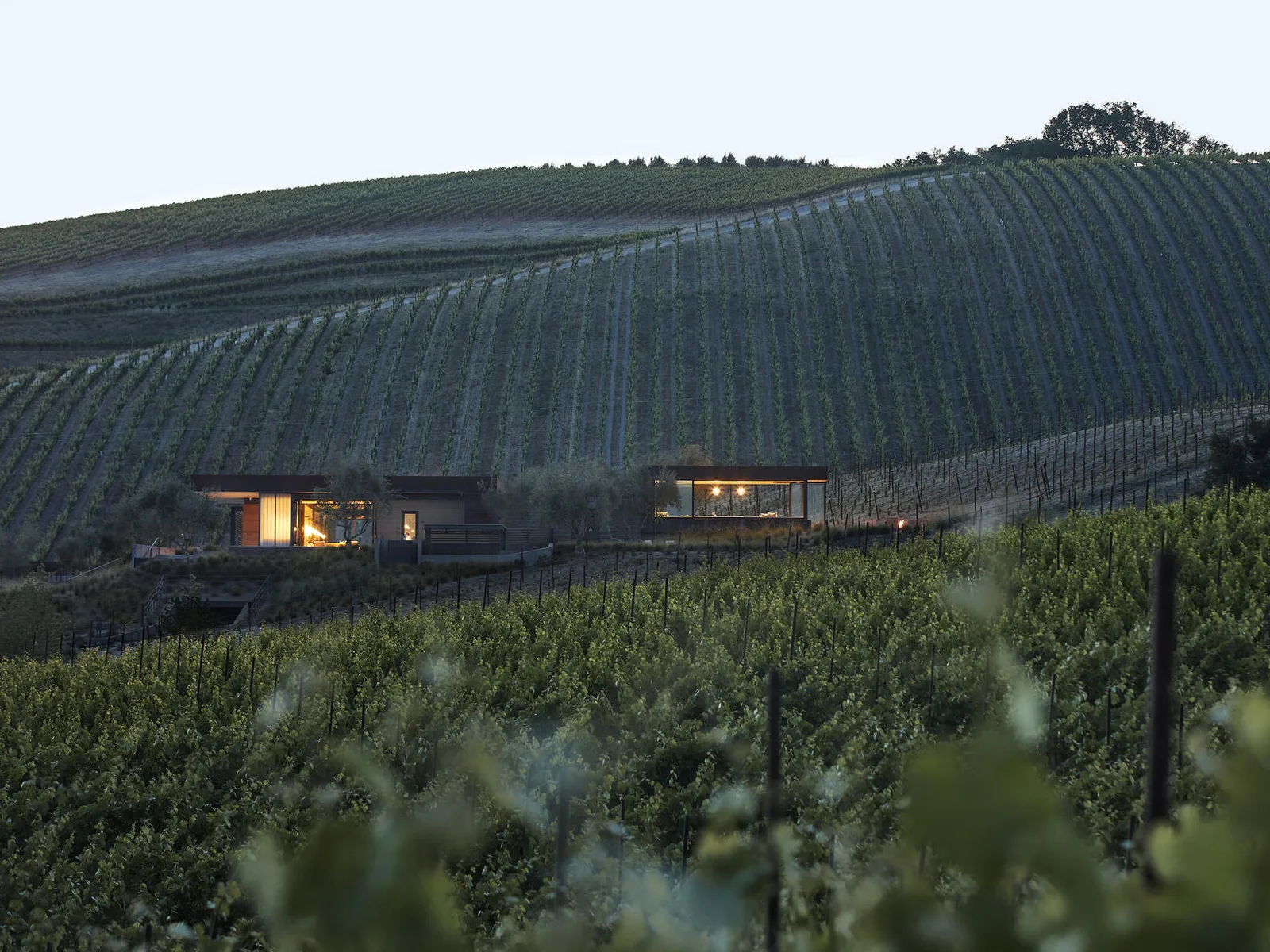 Vineyards in Paso Robles