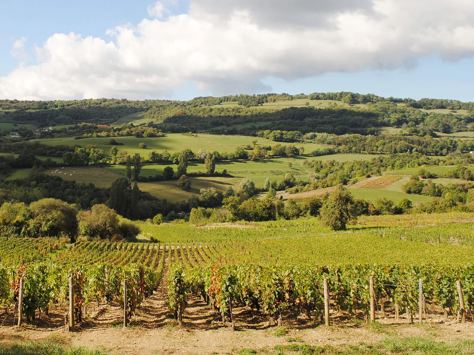 Vineyards in Burgundy
