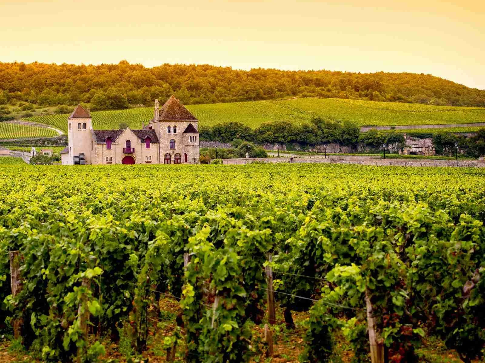 Vineyards in Burgundy