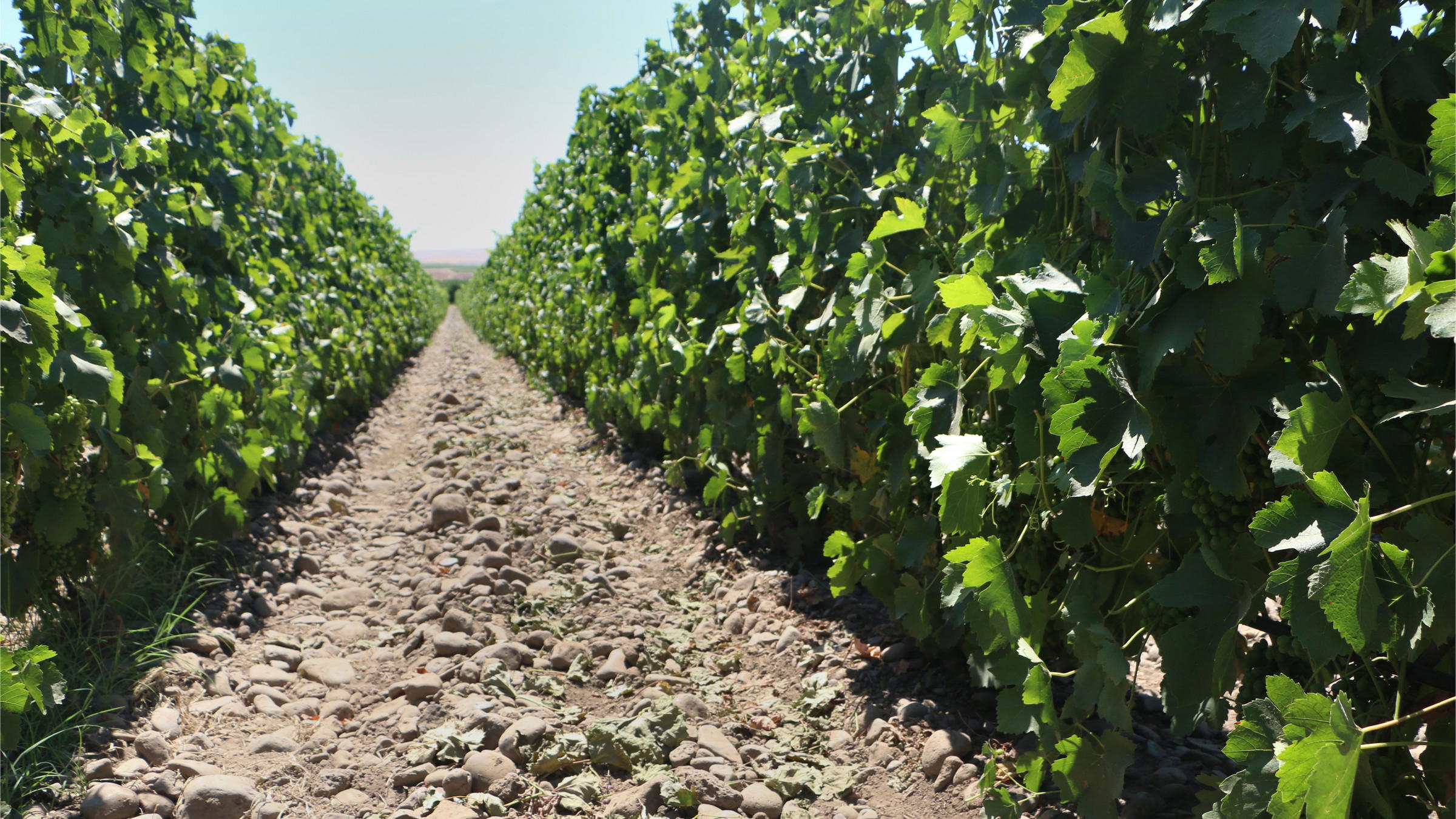 Reynvaan Winery is America's Best Rhone Style Producer: Why the Estate is a Priority stop in Walla Walla, Washington.