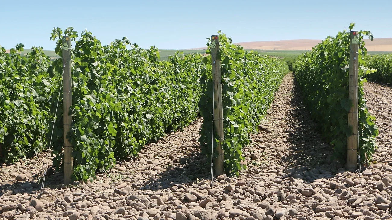 The 2 Estate Vineyards at Reynvaan are characterized by their distinctive rocky soil.