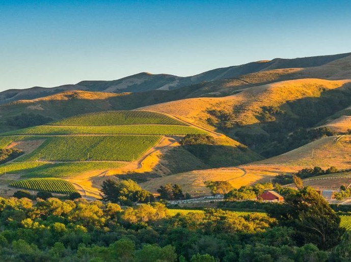 The Hilt's Sta. Rita Hills vineyard sites glow at golden hour, showcasing coastal-influenced terrain.