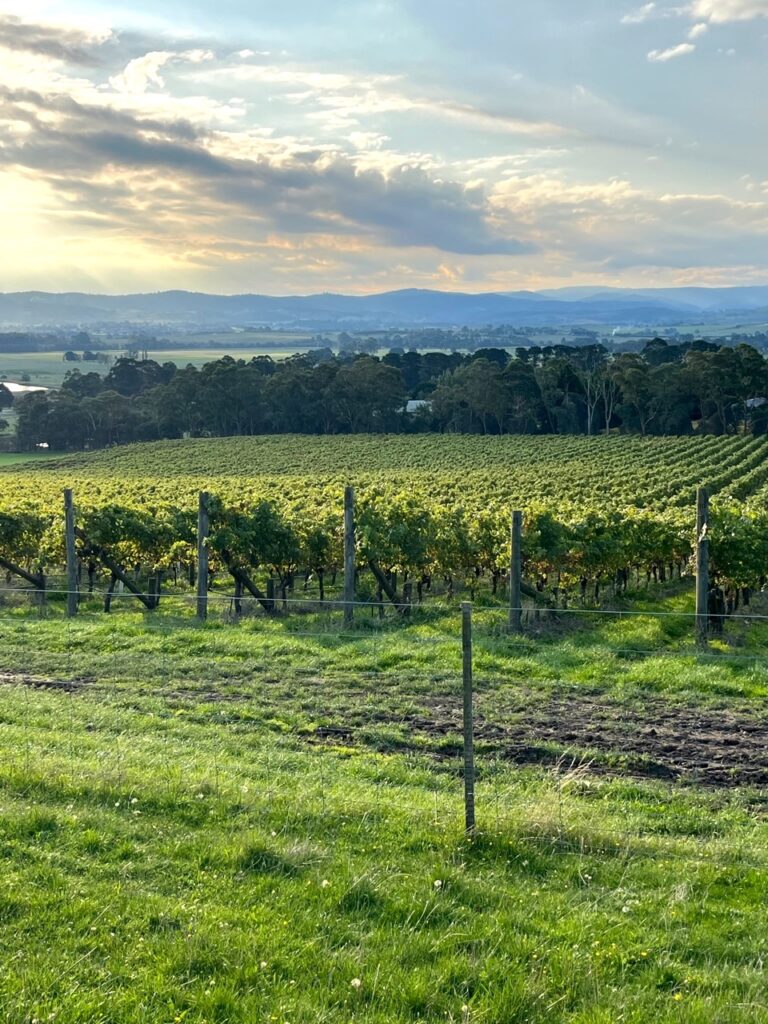 Yeringberg winery estate Yarra Valley vineyard