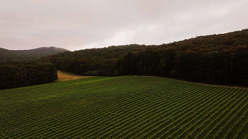 Yarra Valley Phylloxera Replanting: A Region Reborn