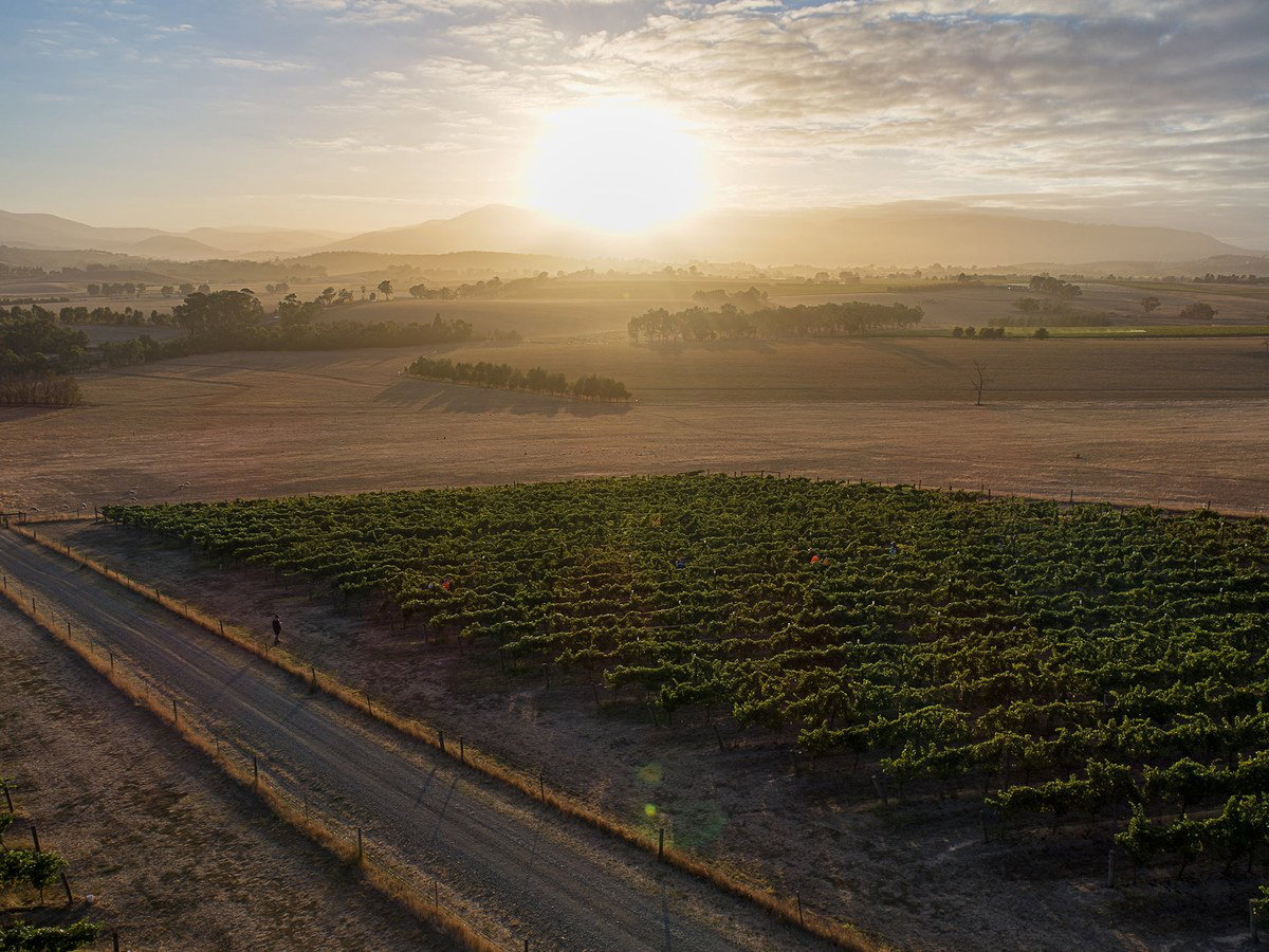 An aerial view of the Yeringberg vineyard in Yarra Valley at sunrise, with rows of green vines, a dirt road, and misty hills.