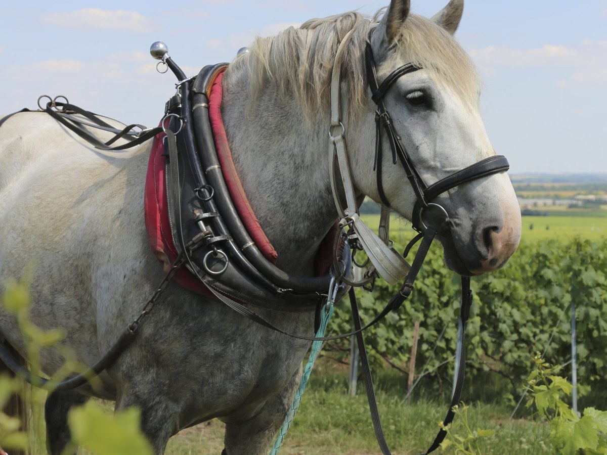 A gray draft horse in working harness stands in a vineyard.