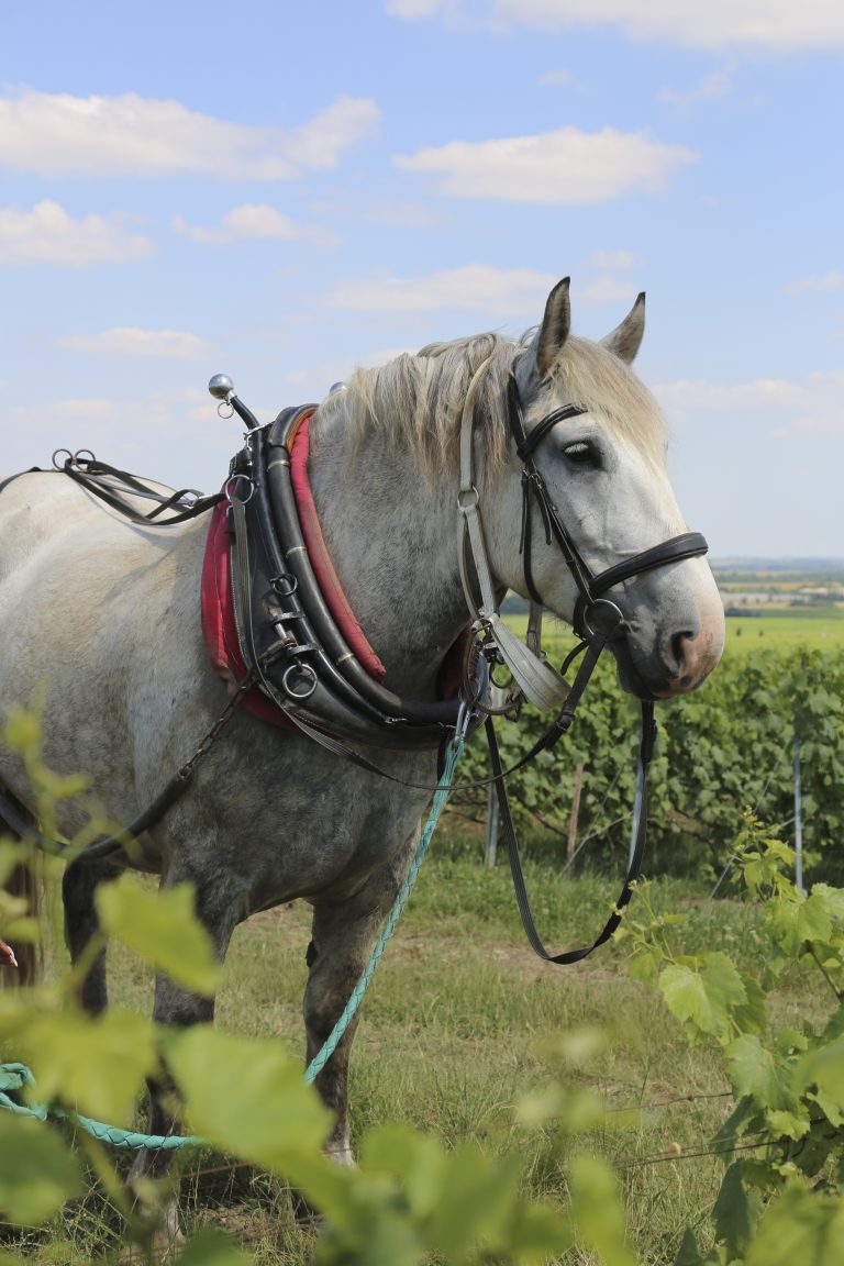 A gray draft horse in working harness stands in a vineyard, reflecting Yvonne Seier Christensen's path in Champagne.