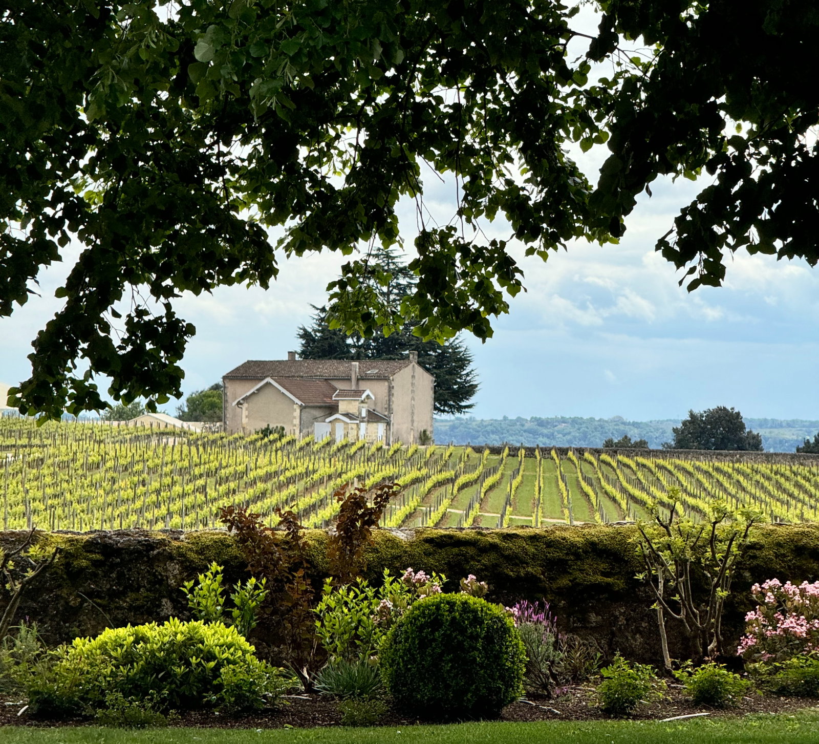 vineyards with a chateau in the background