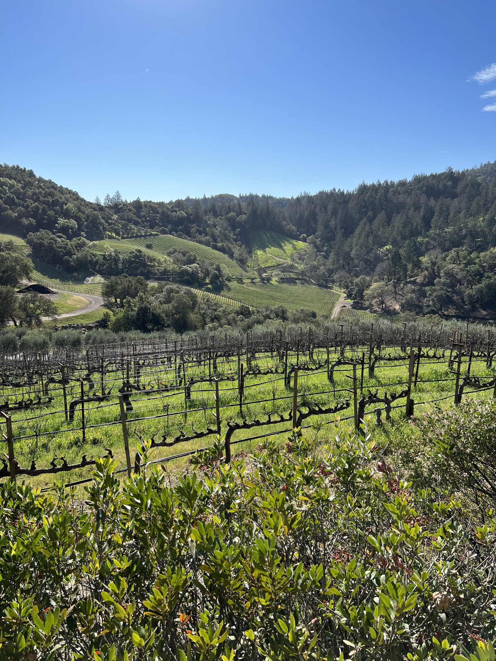 a vineyard with rolling hills