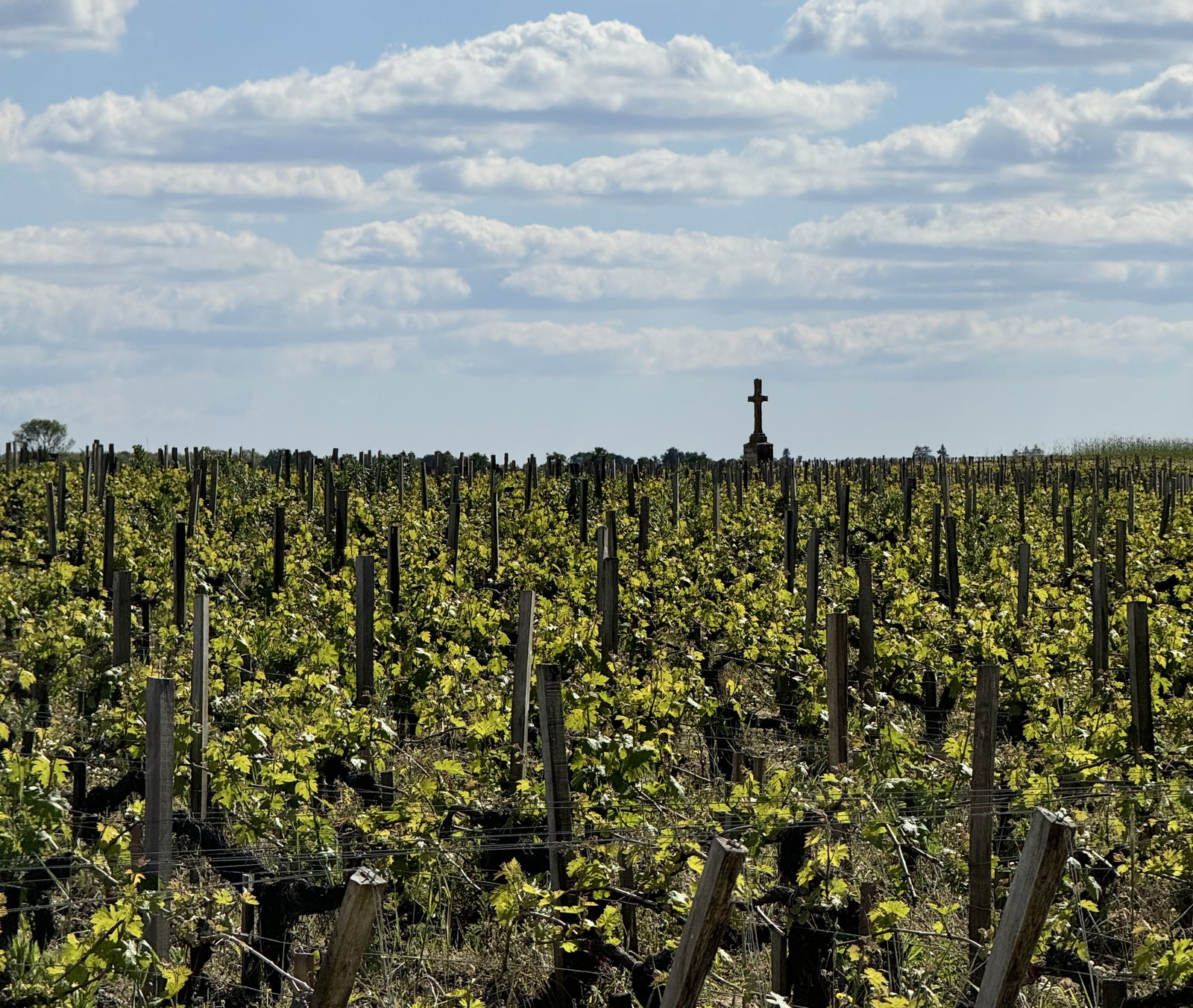 grape vines with a cross behind it