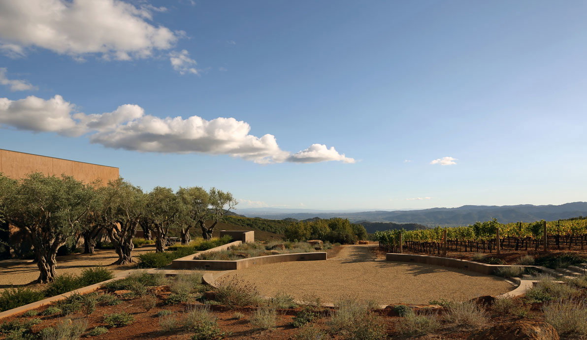 Vineyard with rows of grapevines, olive trees, and a stone path under a clear blue sky with fluffy clouds, set against rolling hills.