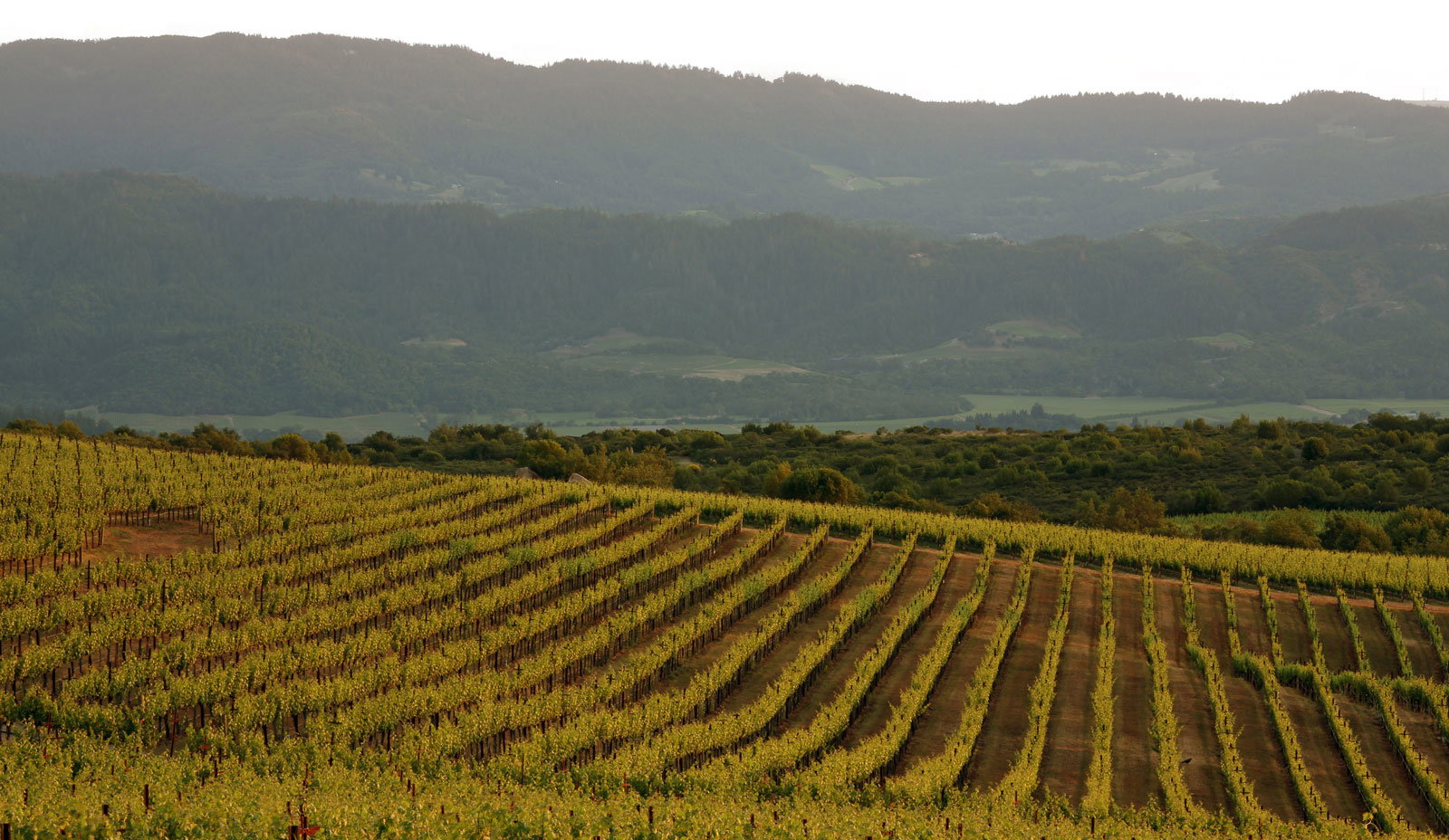 Vineyard rows stretch across a hillside under a hazy sky. Green vines contrast with the earthy tones. Mountains form the distant backdrop.