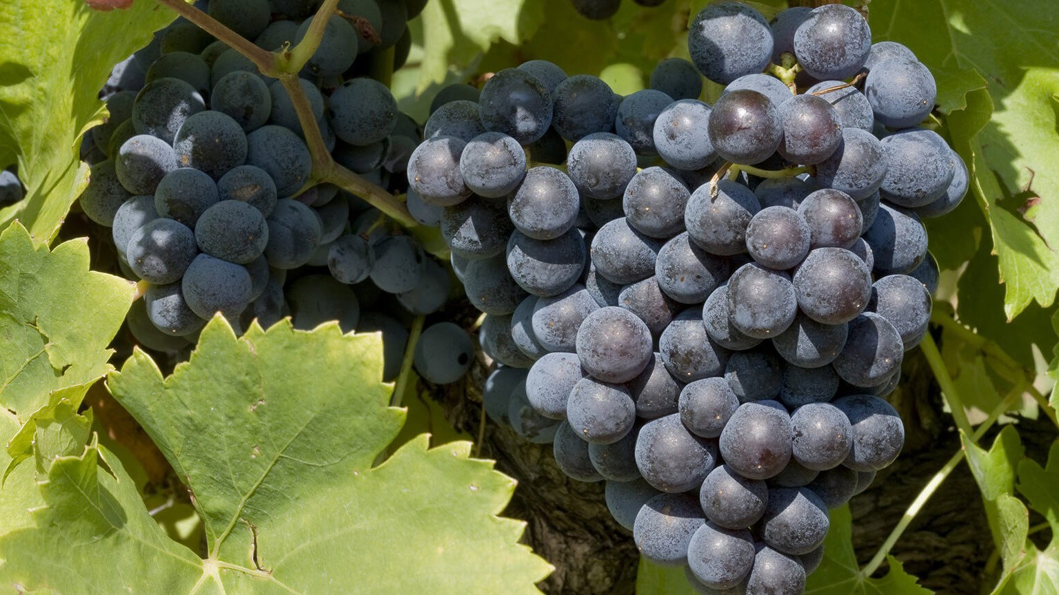 Grenache Grapevines