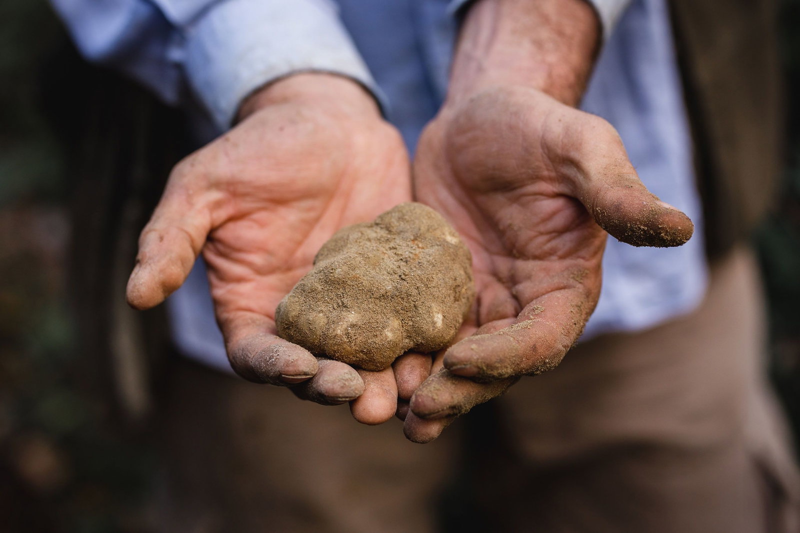 A white truffle