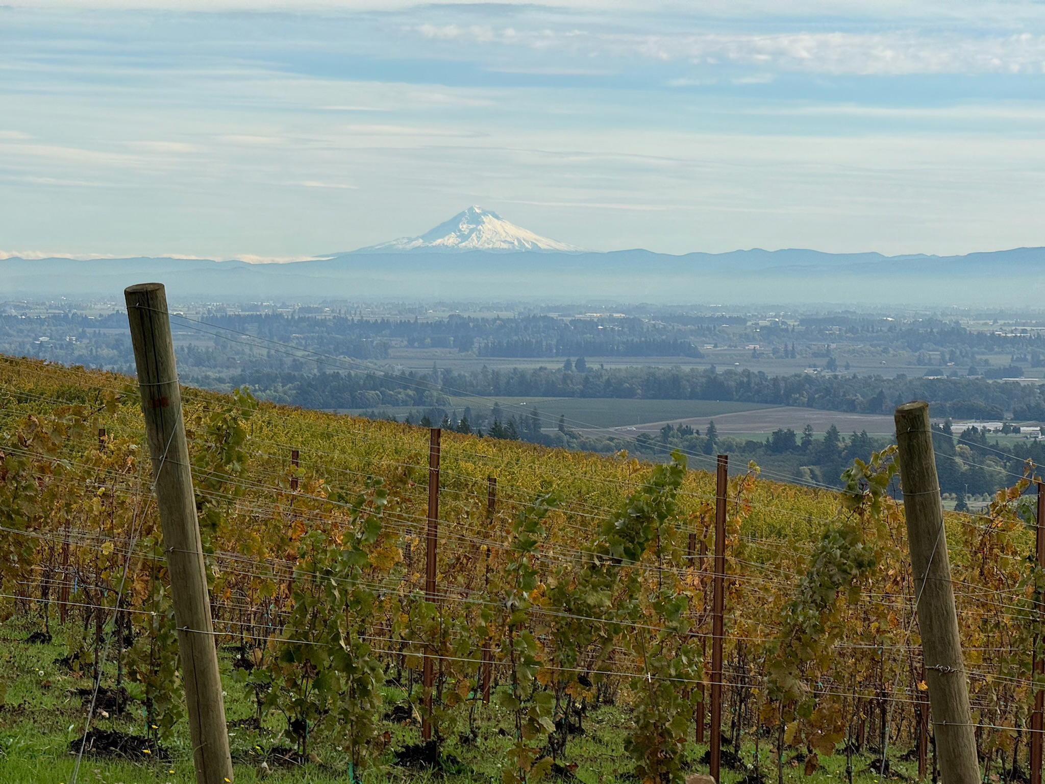 Cover image for guide: The Top 5 Wineries to Visit in Oregon's Willamette Valley