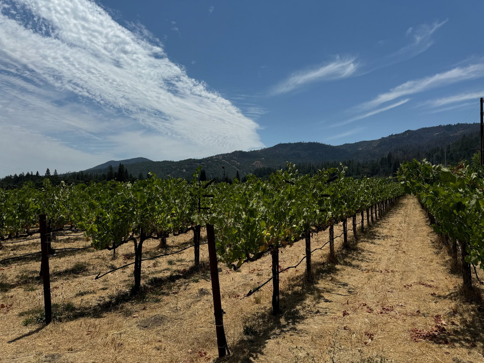 Vineyard rows in a sunny field, backed by forested mountains under a blue sky with wispy clouds, creating a serene, natural scene.