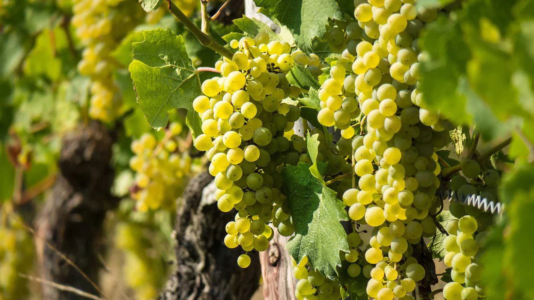 Sauvignon Blanc Grapevine