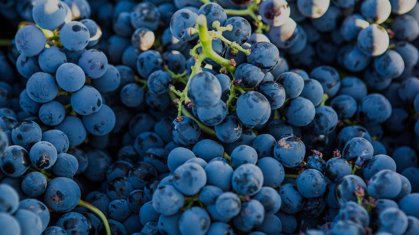 Tempranillo Grapes