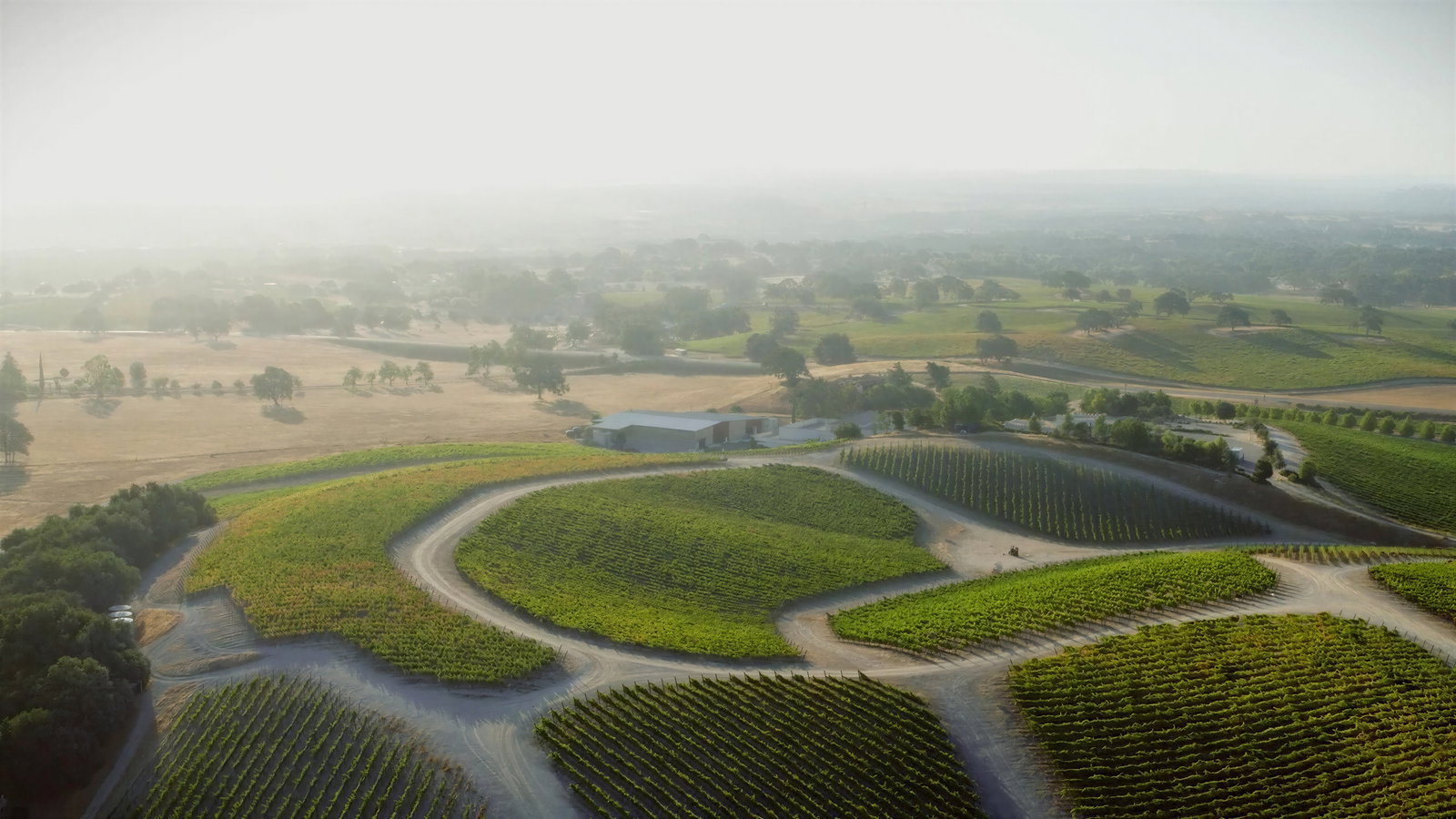 Aerial view of a lush vineyard with winding paths, surrounded by hazy fields and trees, under a clear sky, evoking a peaceful rural scene.