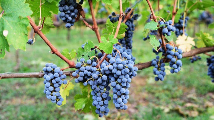 Sangiovese Grapevines