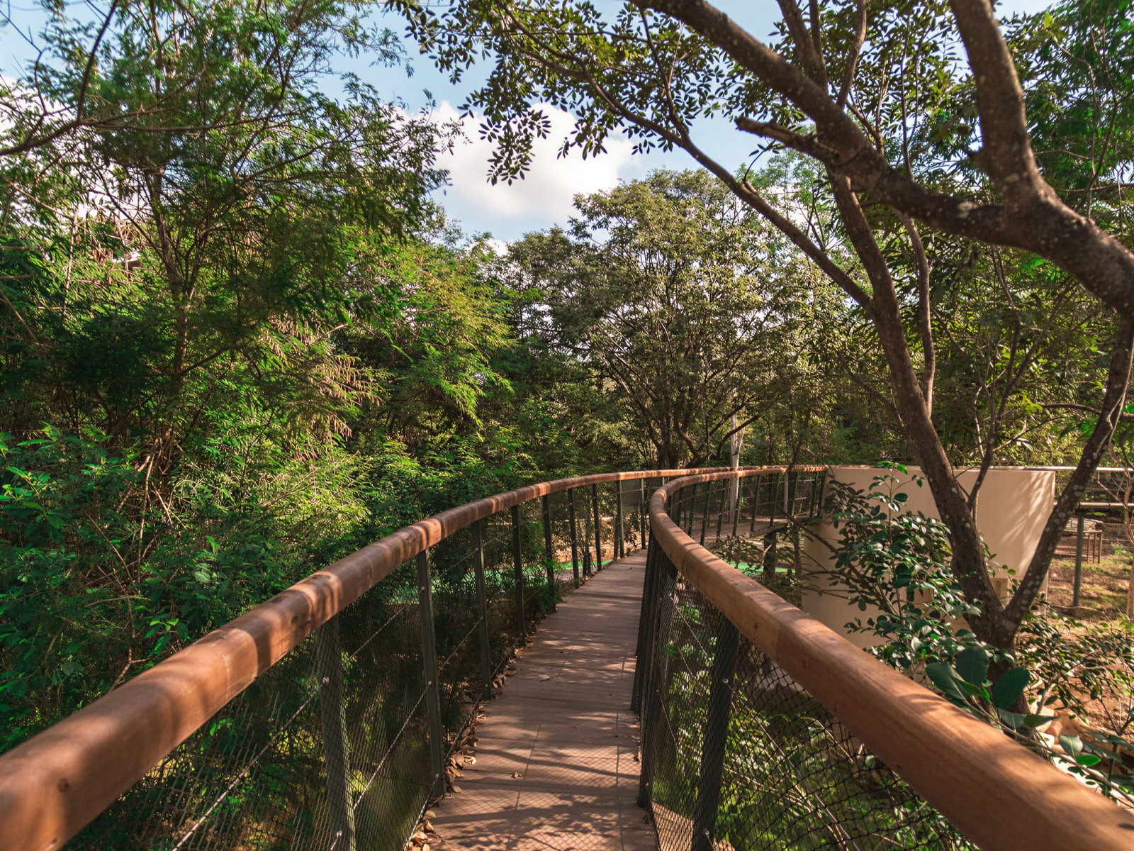 Wooden walkway curves through lush green forest under a clear blue sky, creating a peaceful, natural scene.