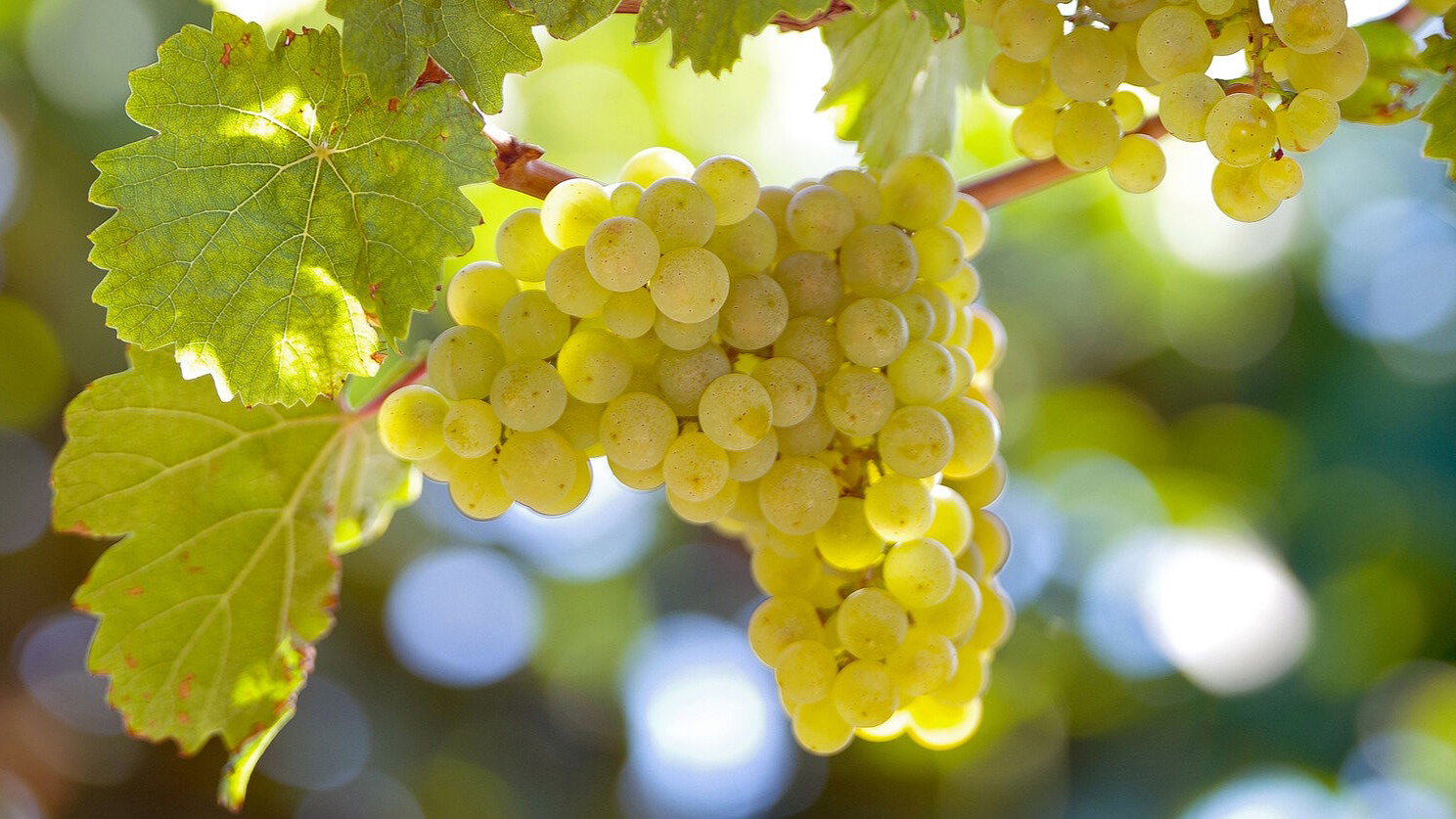 Riesling Grapevine