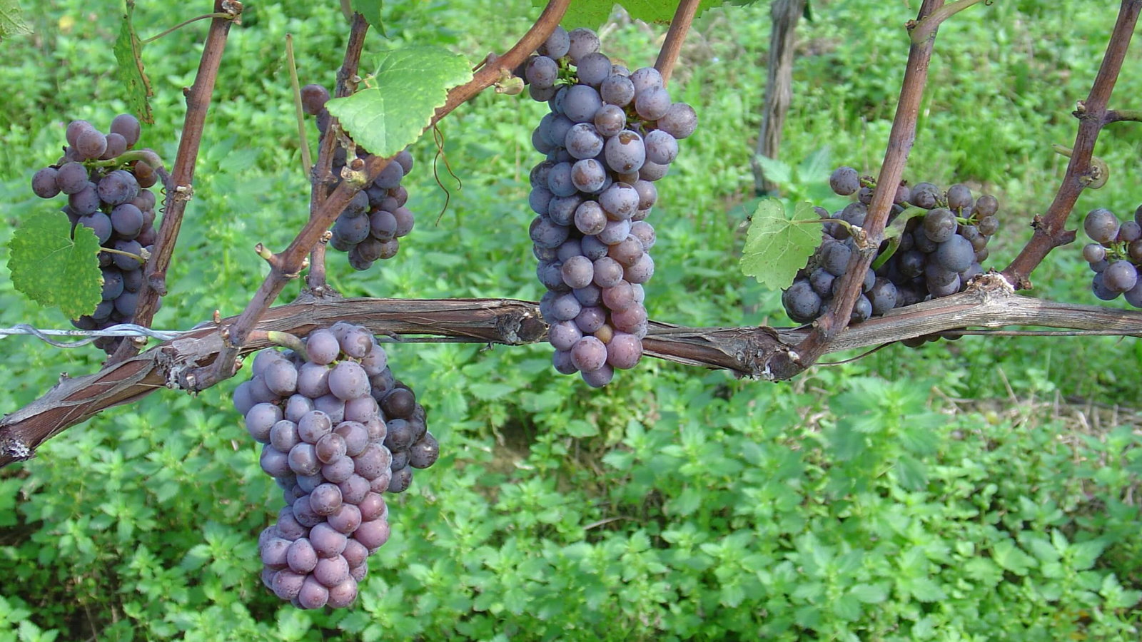 Pinot Grigio Grapevine // By Andy / Andrew Fogg - originally posted to Flickr as wine on the hoof, CC BY 2.0, https://commons.wikimedia.org/w/index.php?curid=5029254