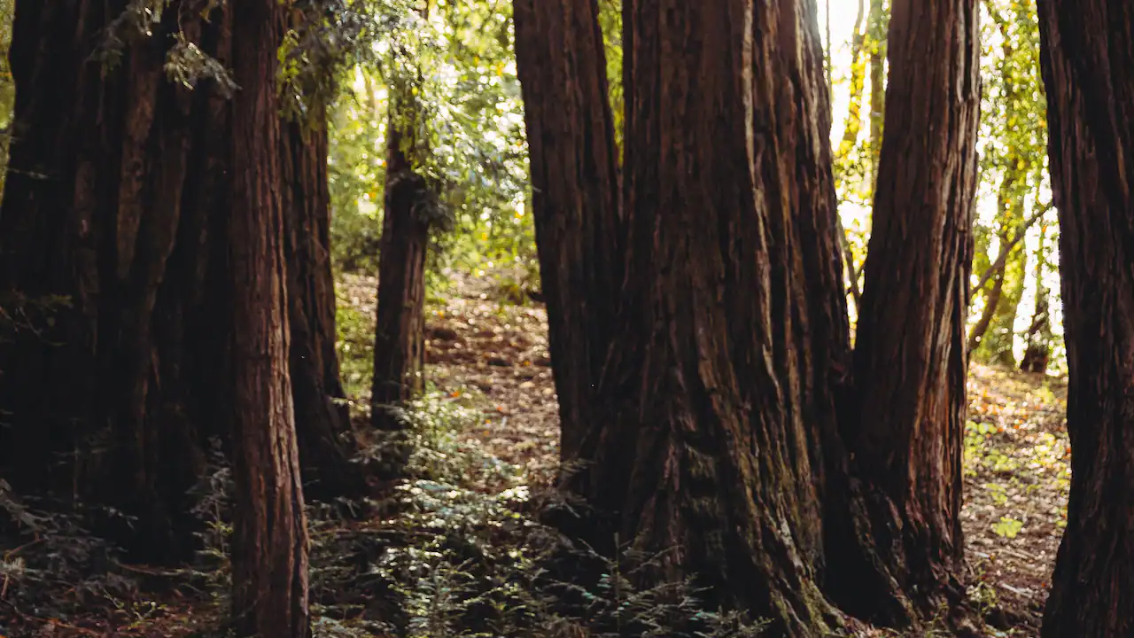 Tall trees in a dense forest, sunlight filtering through leaves, creating a serene and natural atmosphere. Moss and ferns cover the ground.
