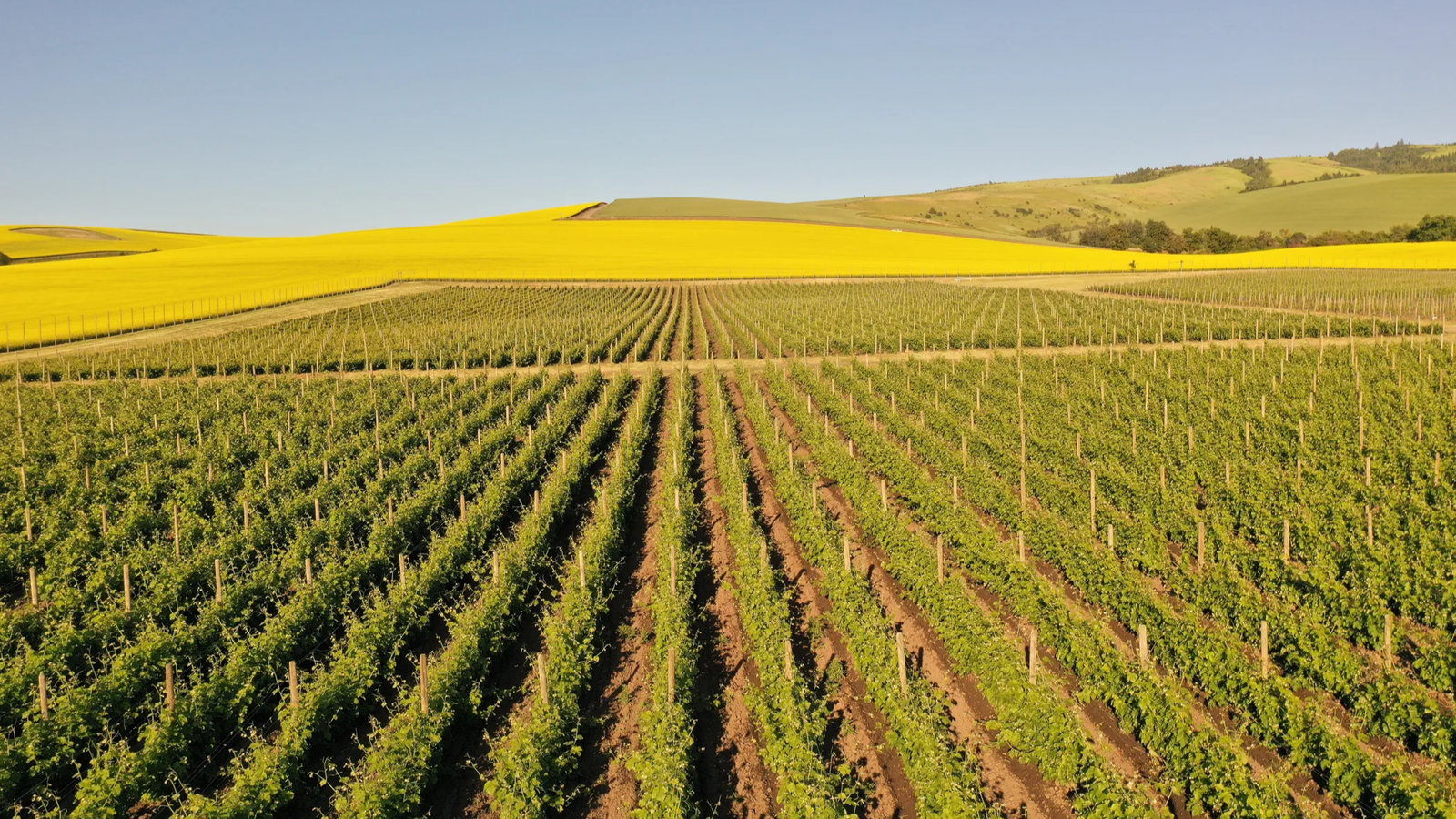 Vast vineyard with lush green rows in foreground, yellow fields and rolling hills under a clear blue sky create a serene, pastoral scene.