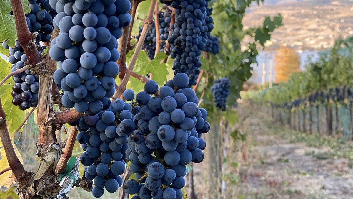 Cabernet Sauvignon Grapevines