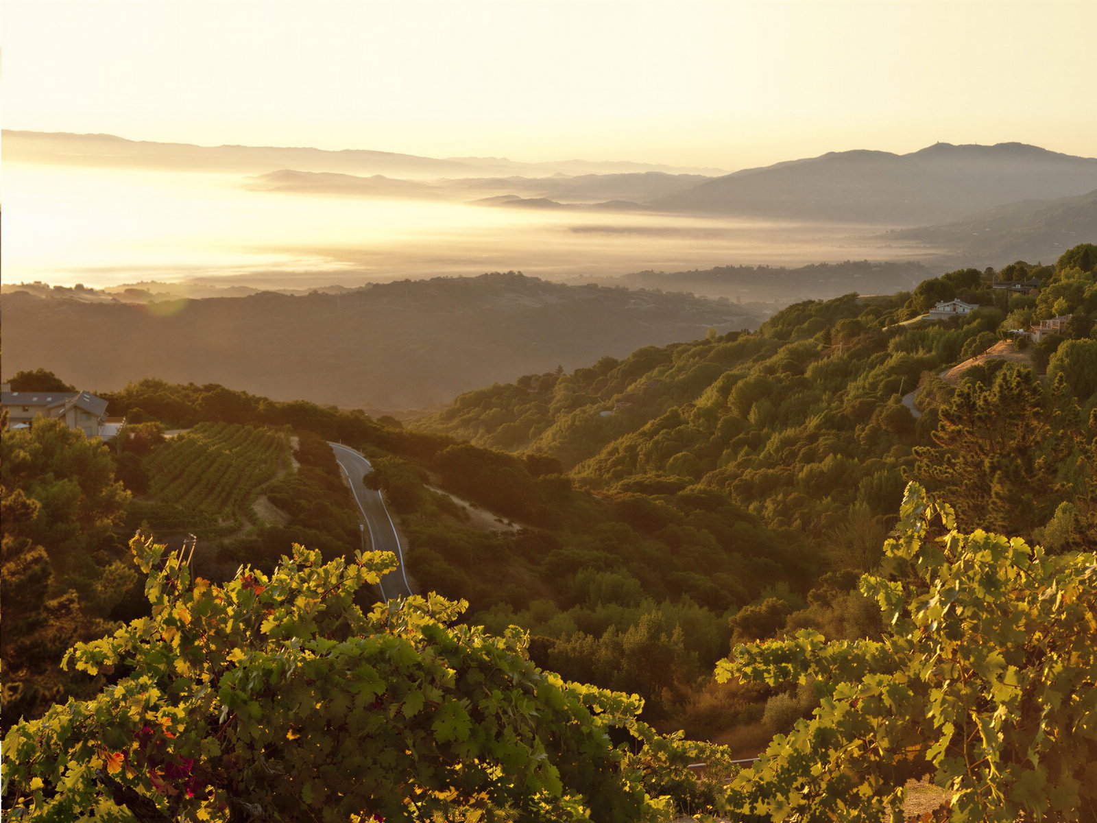 Lush green vineyards on rolling hills under a golden sunrise. A winding road leads through the tranquil landscape, evoking serenity.