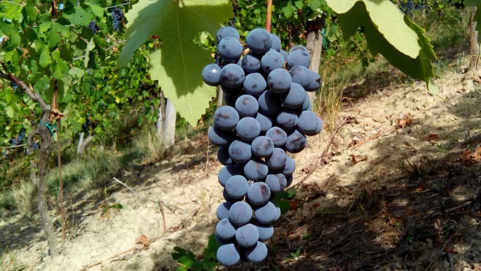 Nebbiolo Grapevines